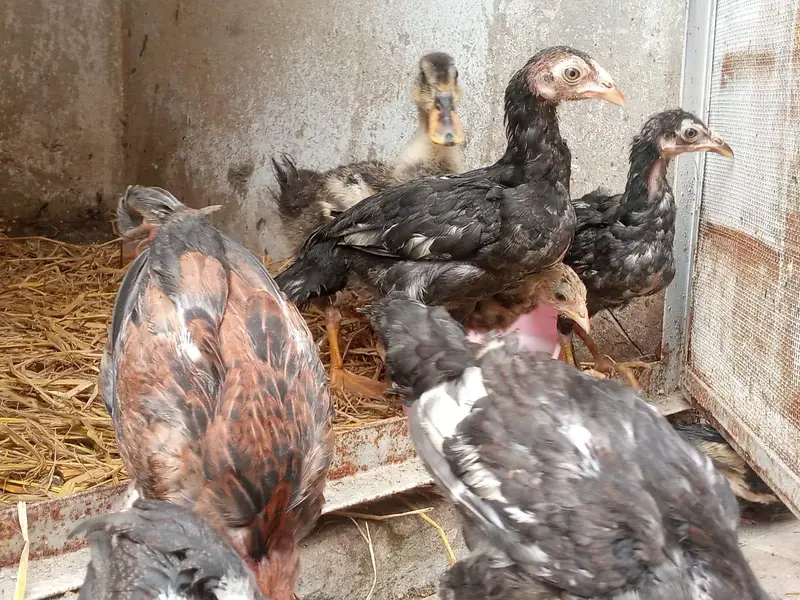 pure Aseel chicks — photo 9