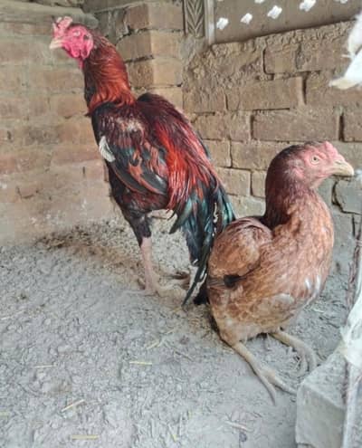 Pure Aseel Desi Hen for Sale