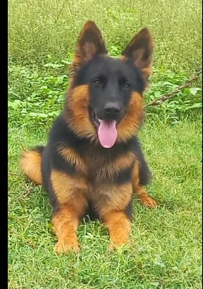 German Shepherd double coat male age 9 for sale