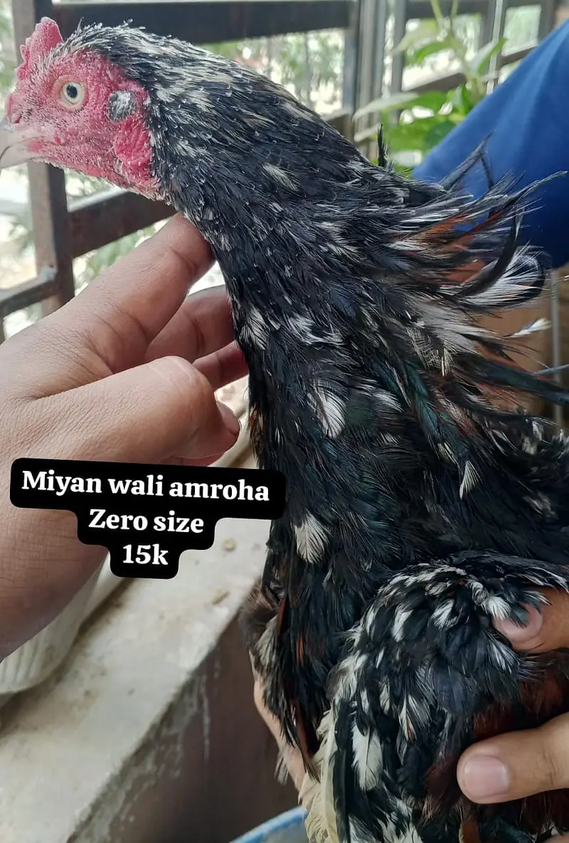 All nasal murgha murghi available — photo 7
