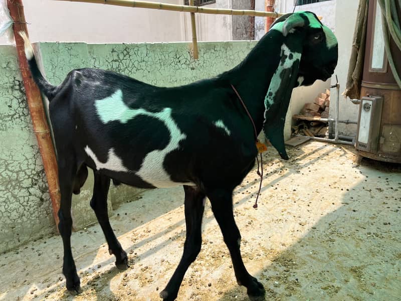 beetal breeder 2