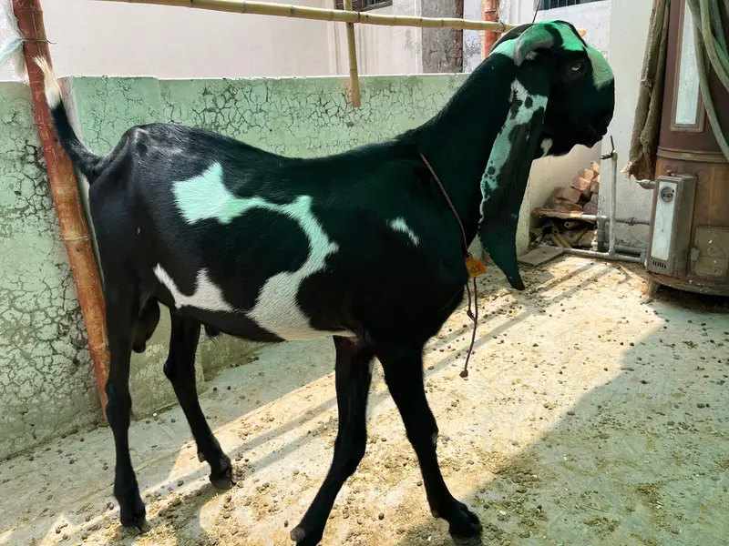 beetal breeder — photo 3