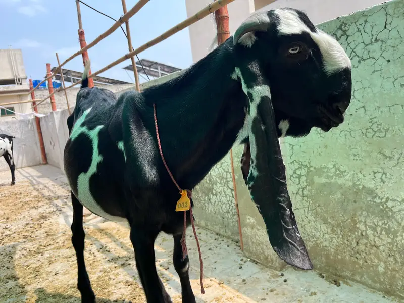 beetal breeder — photo 4