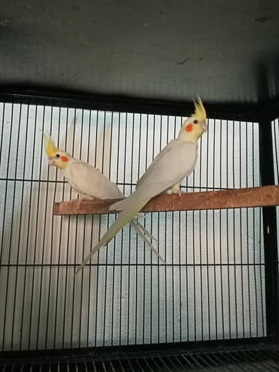 cocktail breeder pairs Location jaranwala sirf call O3O34O88469