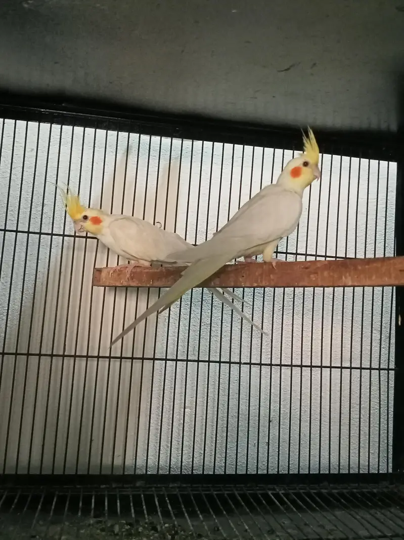 cocktail breeder pairs Location jaranwala sirf call O3O34O88469 — photo 2