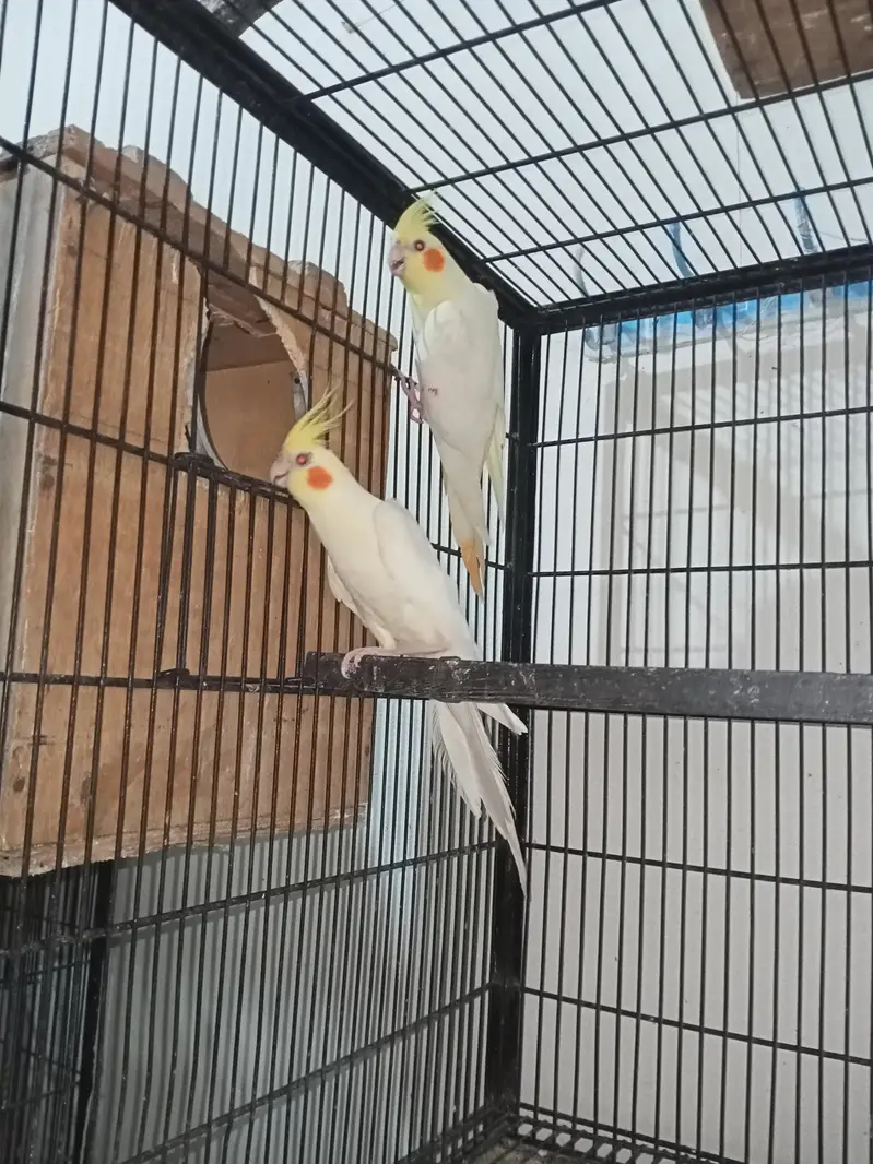 cocktail breeder pairs Location jaranwala sirf call O3O34O88469 — photo 3
