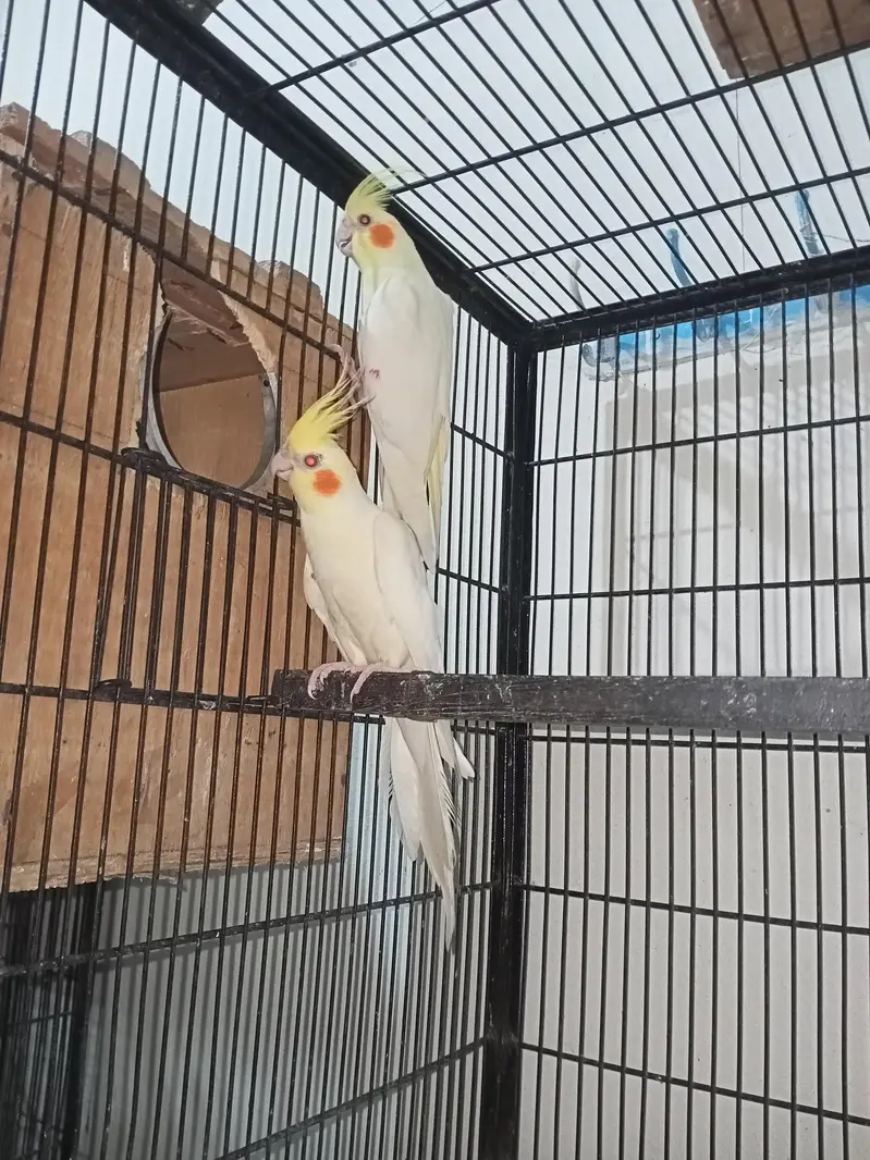 cocktail breeder pairs Location jaranwala sirf call O3O34O88469 — photo 4
