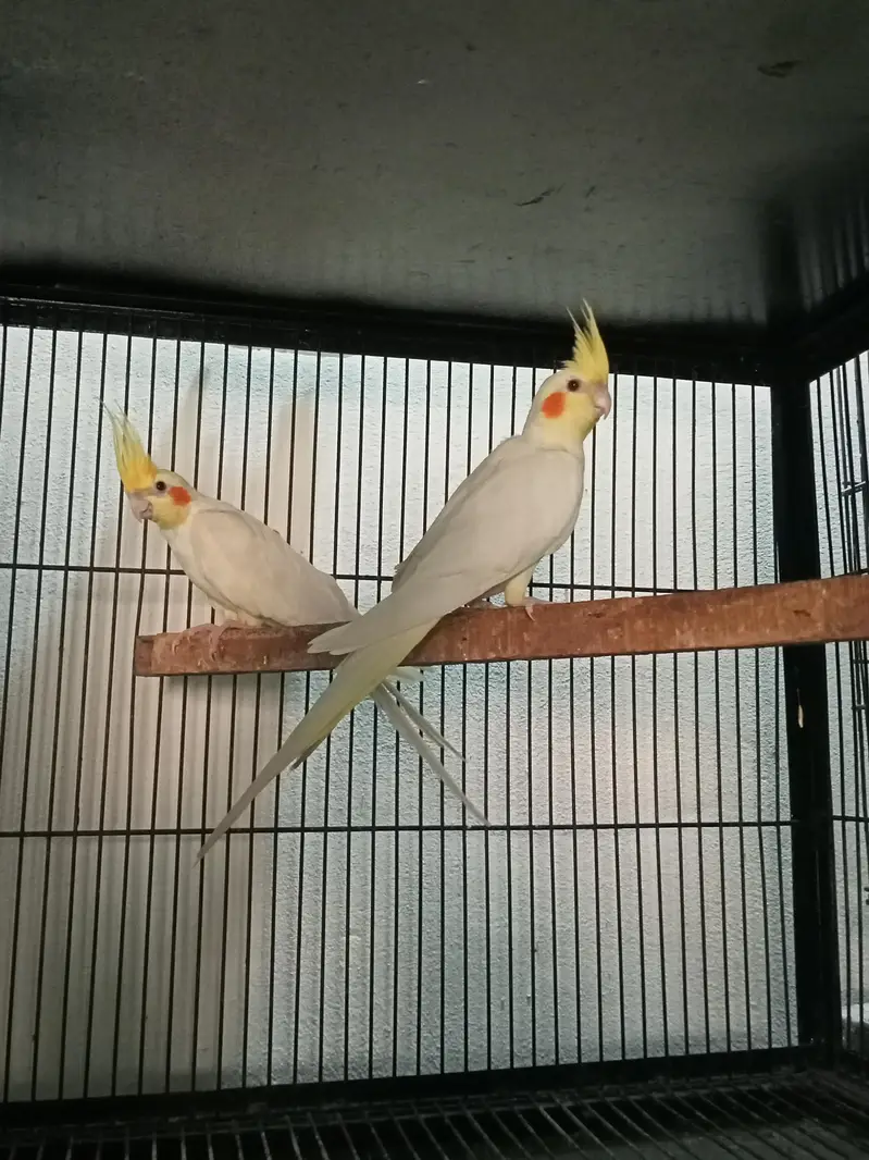 cocktail breeder pairs Location jaranwala sirf call O3O34O88469 — photo 5