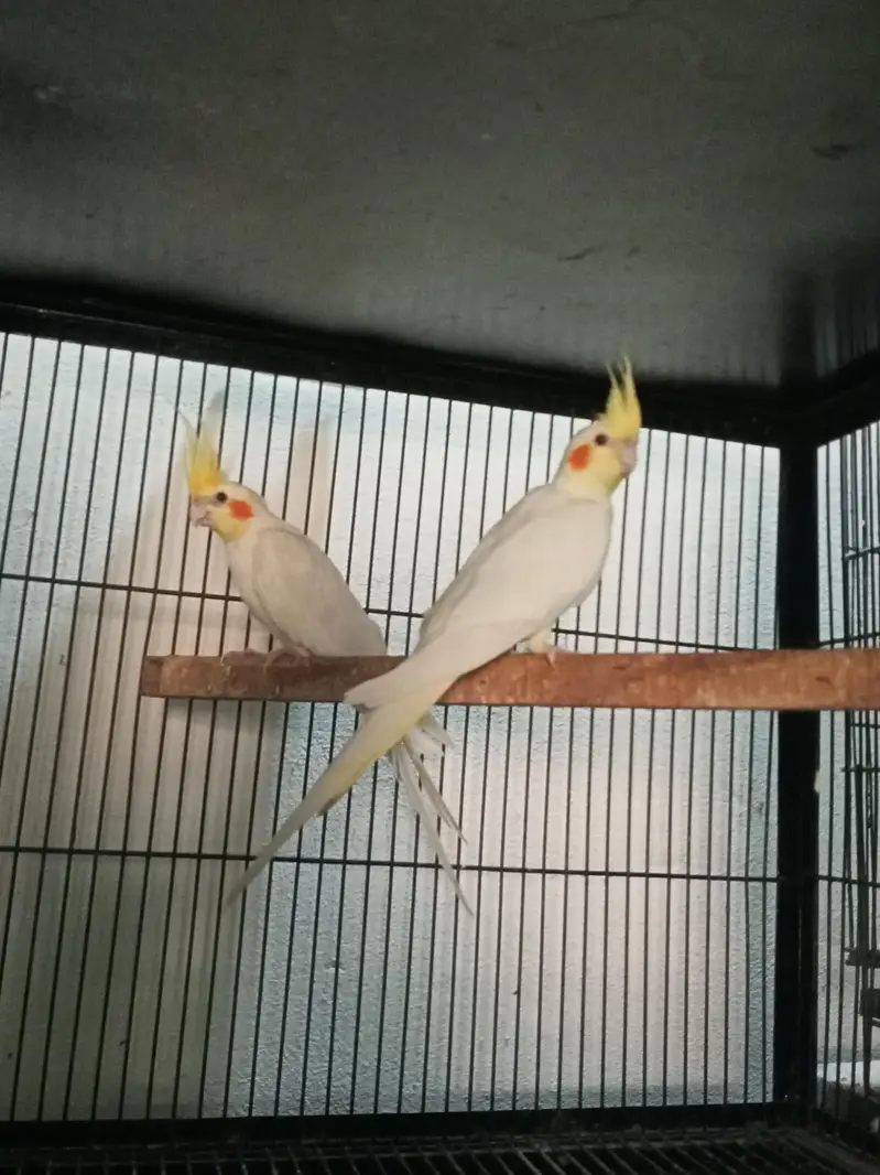 cocktail breeder pairs Location jaranwala sirf call O3O34O88469 — photo 6