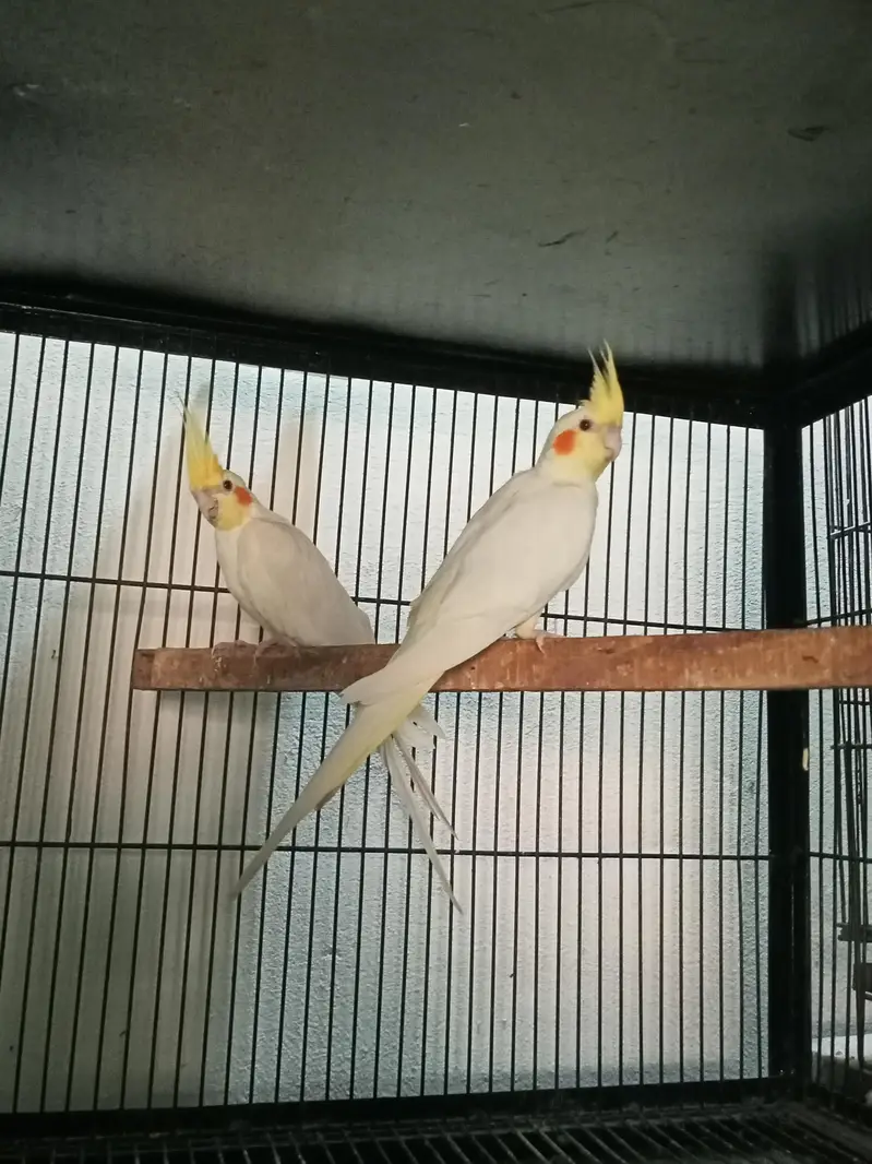 cocktail breeder pairs Location jaranwala sirf call O3O34O88469 — photo 7