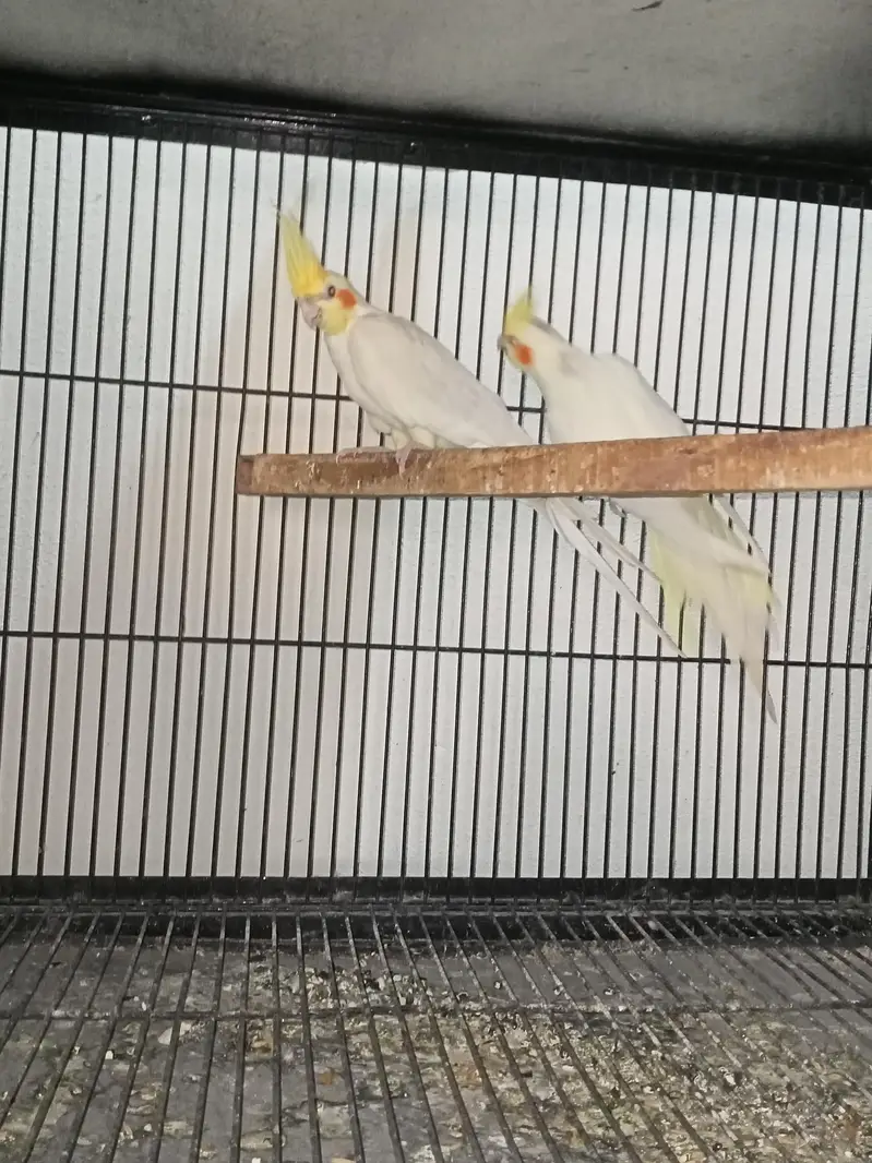 cocktail breeder pairs Location jaranwala sirf call O3O34O88469 — photo 8