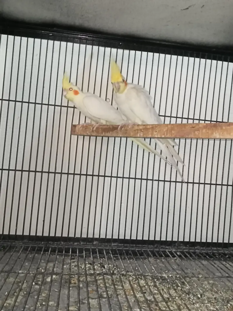 cocktail breeder pairs Location jaranwala sirf call O3O34O88469 — photo 9