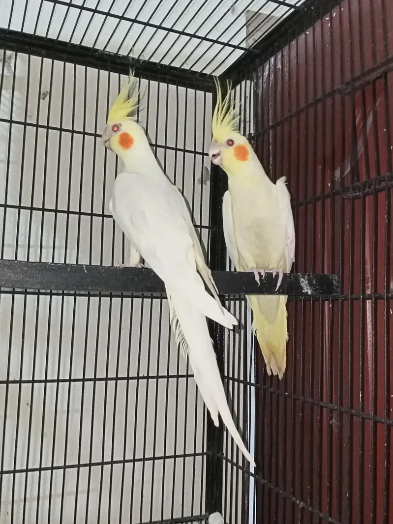 cocktail breeder pairs Location jaranwala sirf call O3O34O88469 — photo 11