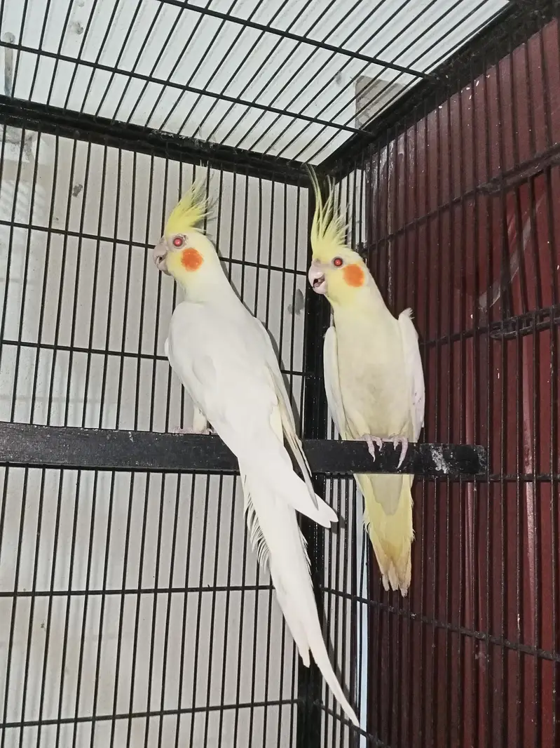 cocktail breeder pairs Location jaranwala sirf call O3O34O88469 — photo 12