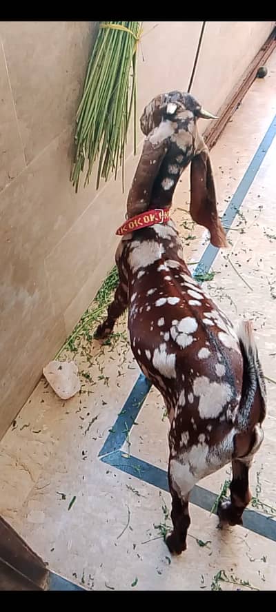 6 Months Khassi Bakra. . Urgently Sale.