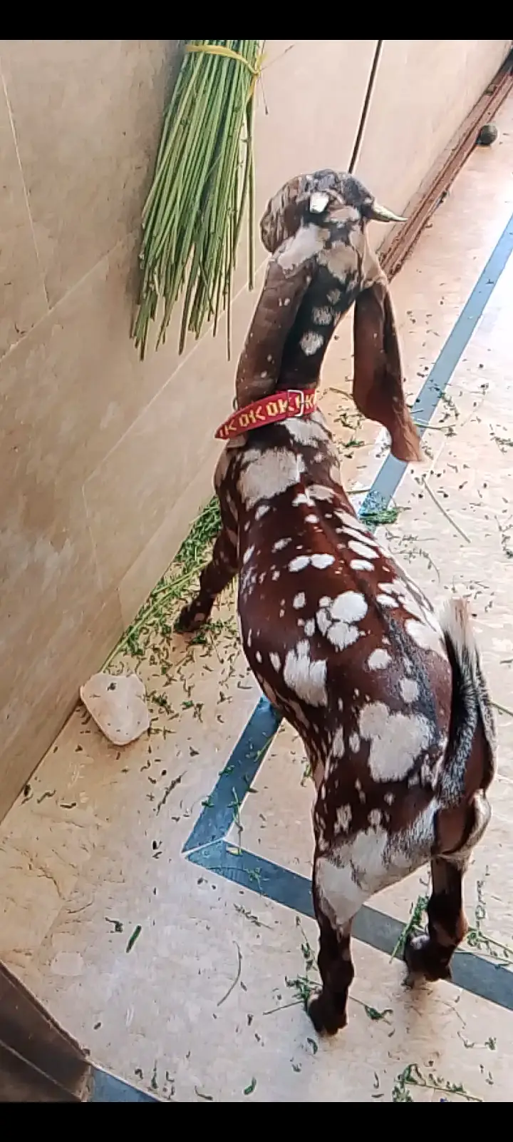 6 Months Khassi Bakra. . Urgently Sale.