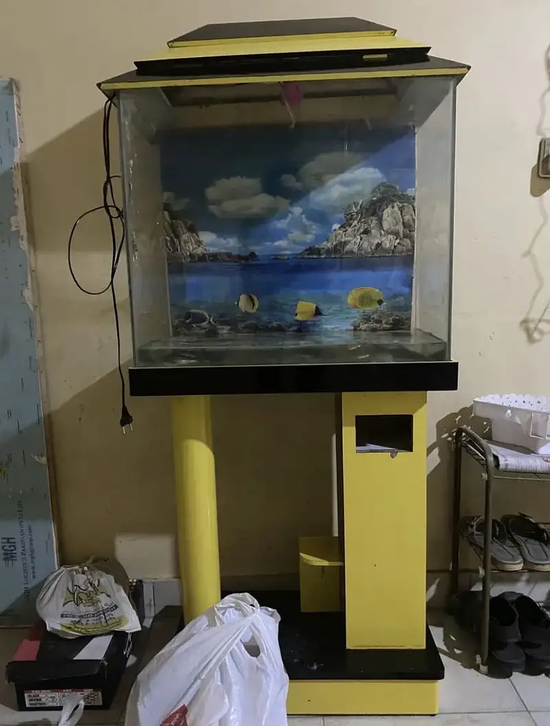 Aquarium With 4 Blue Line Sharks — photo 3