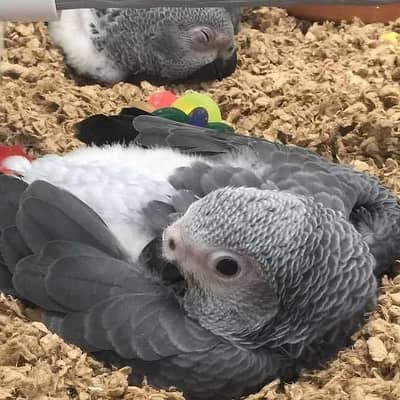 African grey parrot cheeks for sale 0326/5946/493