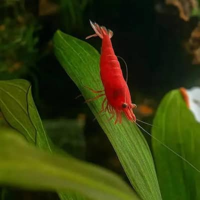 cherry shrimps (Whatsapp 0321-7809572)