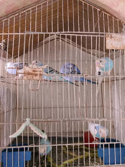 Budgies 3 pairs