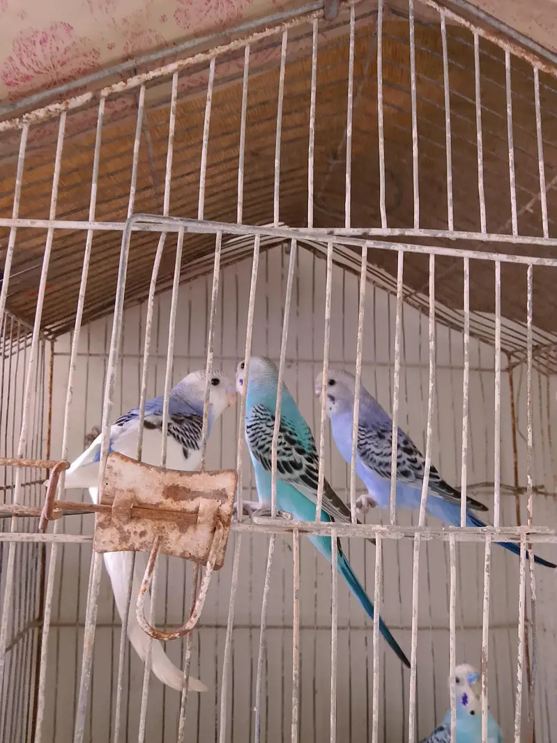 Budgies 3 pairs — photo 2
