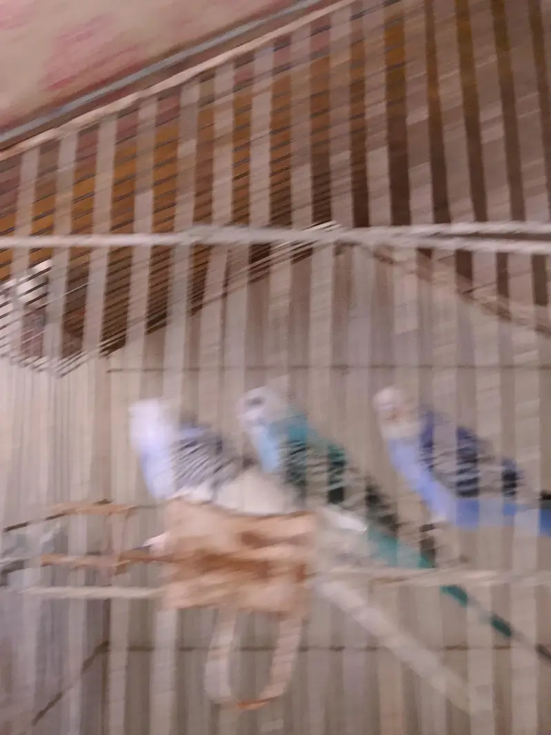 Budgies 3 pairs — photo 3