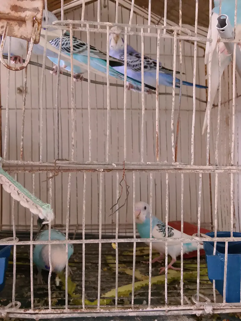 Budgies 3 pairs — photo 4