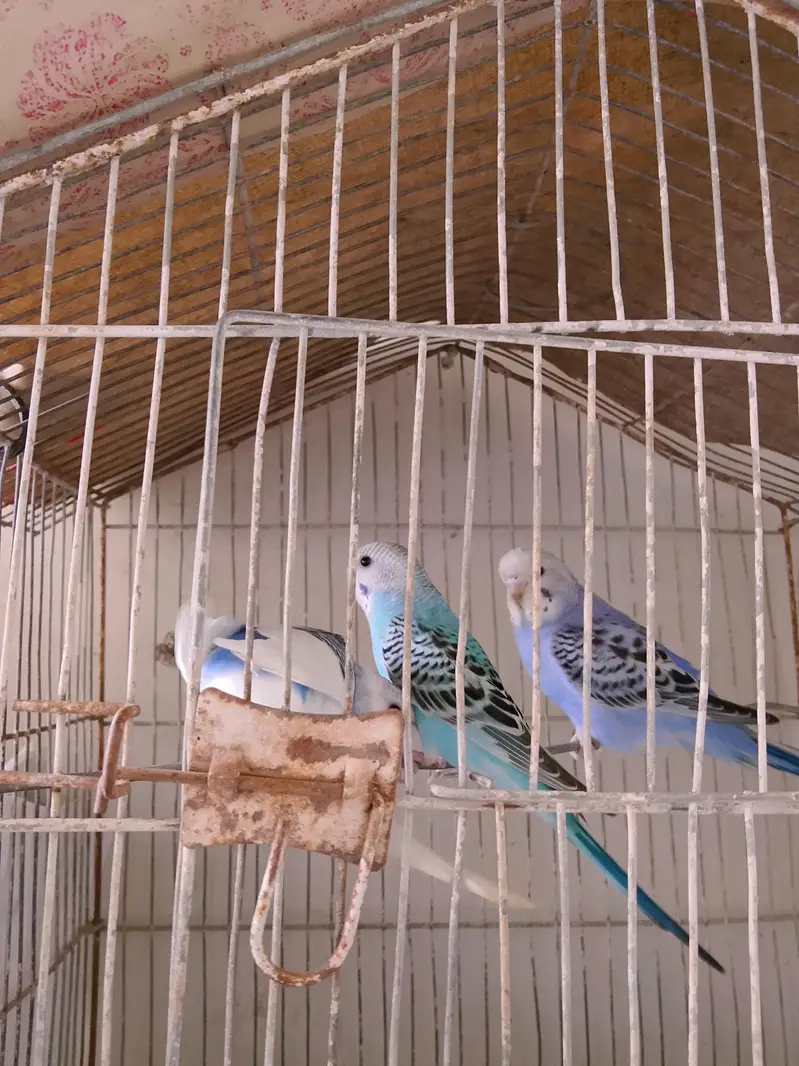 Budgies 3 pairs — photo 5