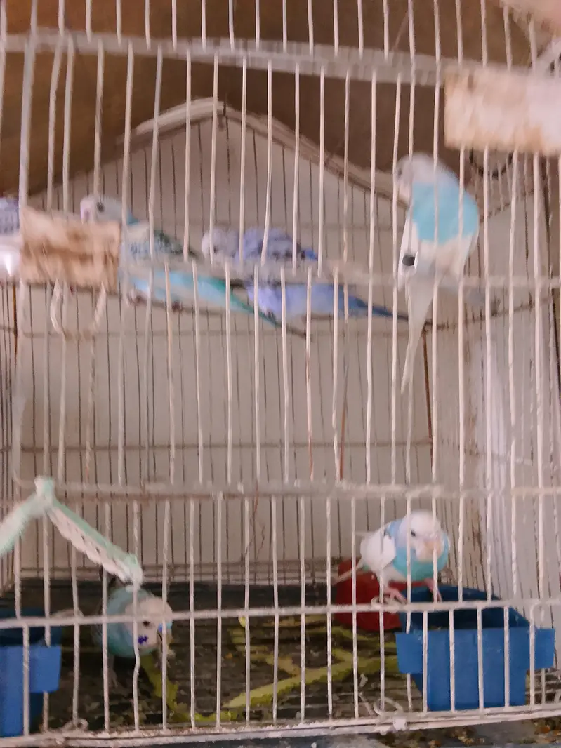 Budgies 3 pairs — photo 6