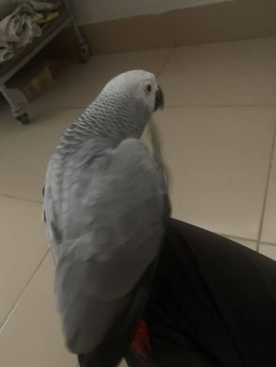 Grey parrot