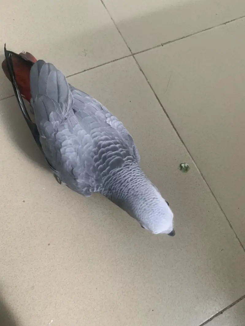 Grey parrot — photo 2