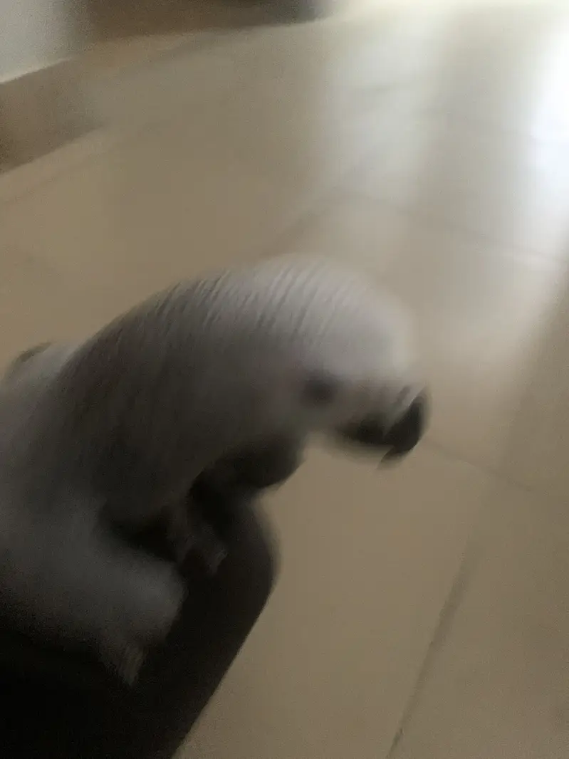 Grey parrot — photo 3