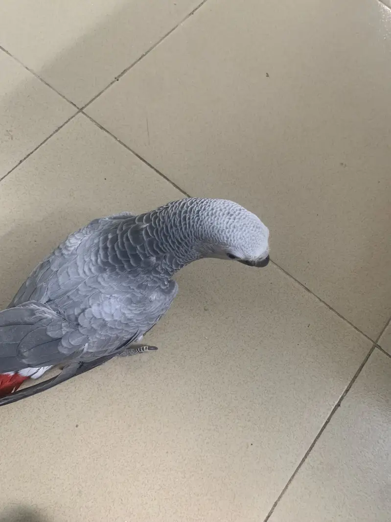 Grey parrot — photo 4