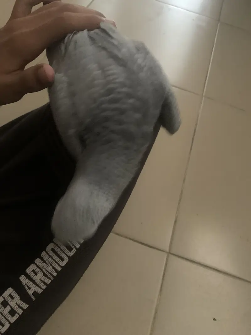 Grey parrot — photo 5