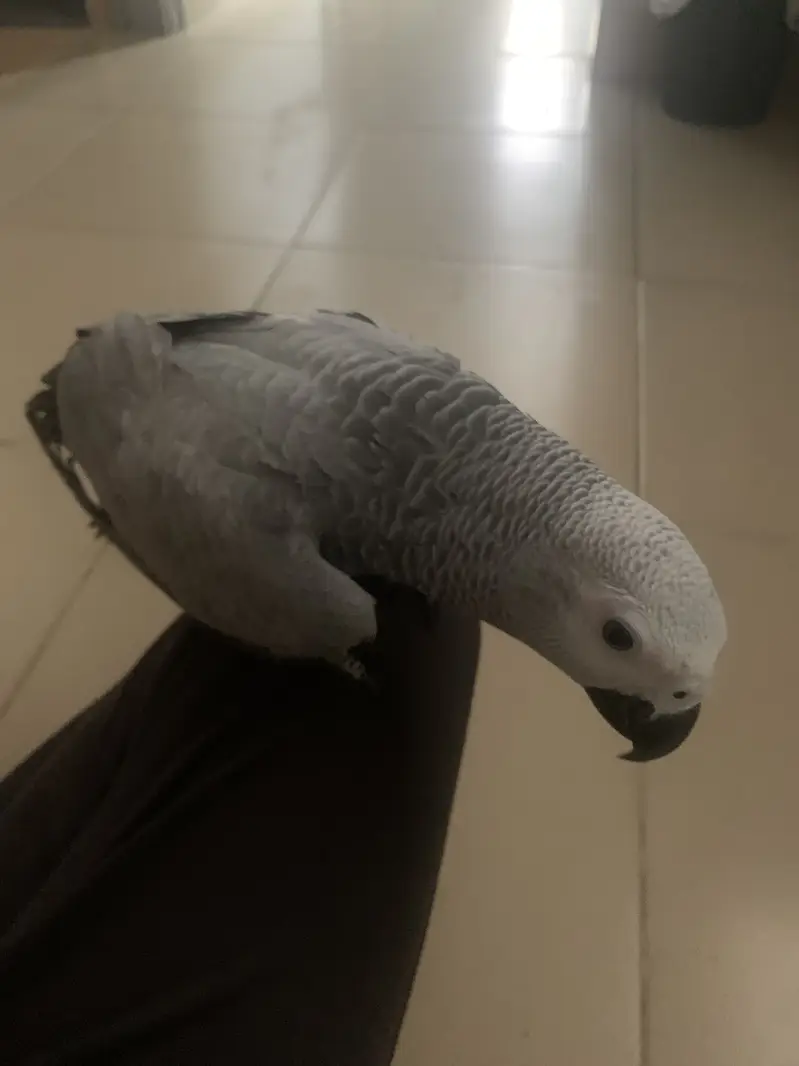 Grey parrot — photo 6