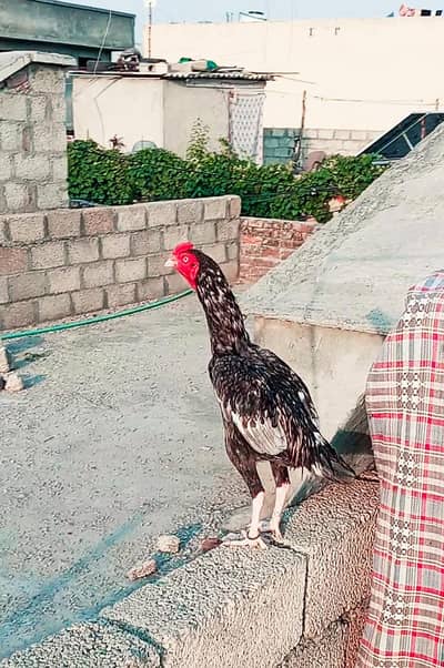 PURE ASEEL BREED