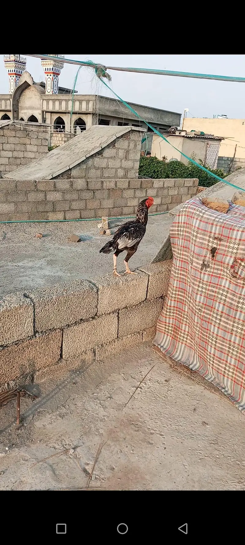 PURE ASEEL BREED — photo 2