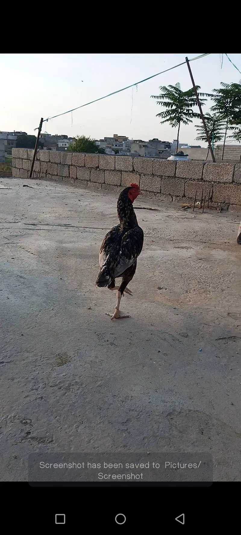 PURE ASEEL BREED — photo 5