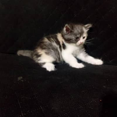 Cute Persian/Mixed Breed Kittens Available – Healthy & Playful
