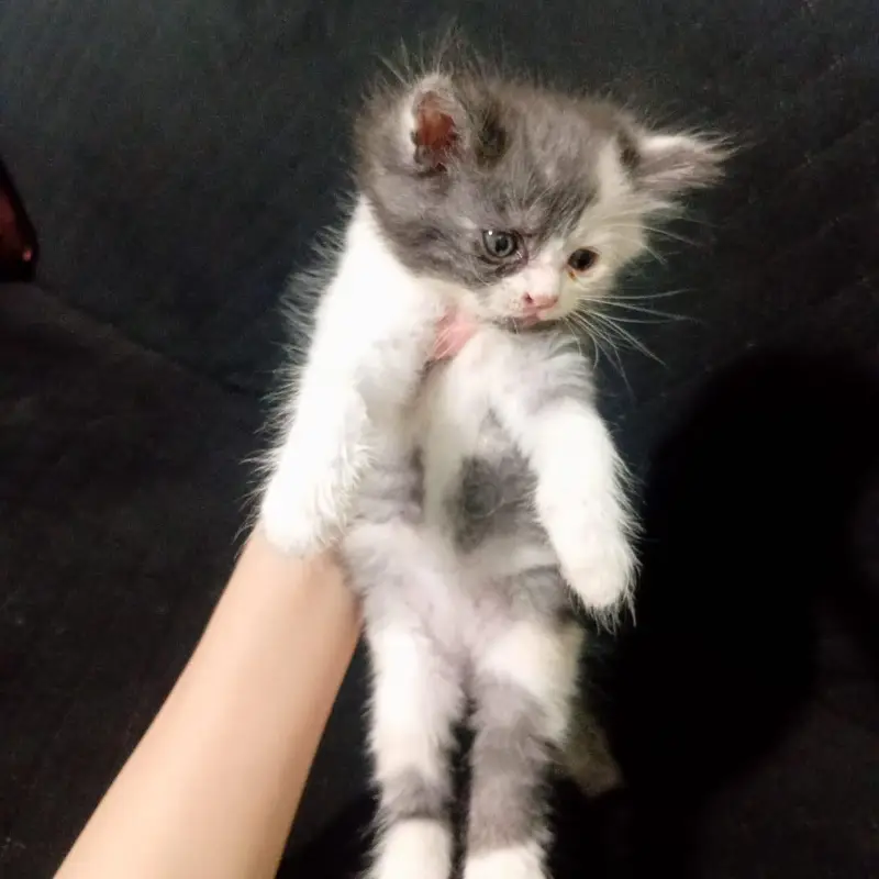 Cute Persian/Mixed Breed Kittens Available – Healthy & Playful — photo 2