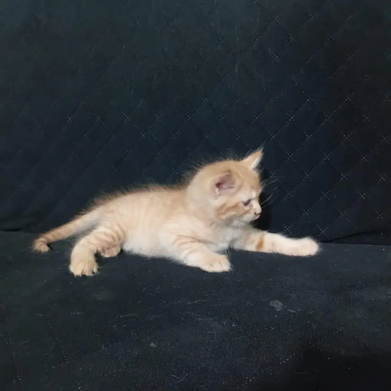Cute Persian/Mixed Breed Kittens Available – Healthy & Playful — photo 3
