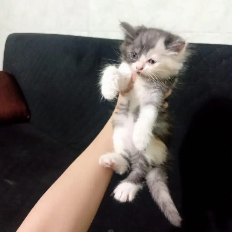 Cute Persian/Mixed Breed Kittens Available – Healthy & Playful — photo 4