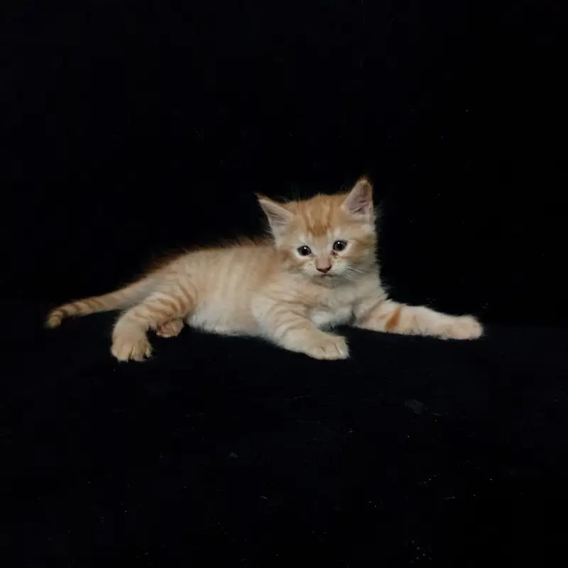 Cute Persian/Mixed Breed Kittens Available – Healthy & Playful — photo 5