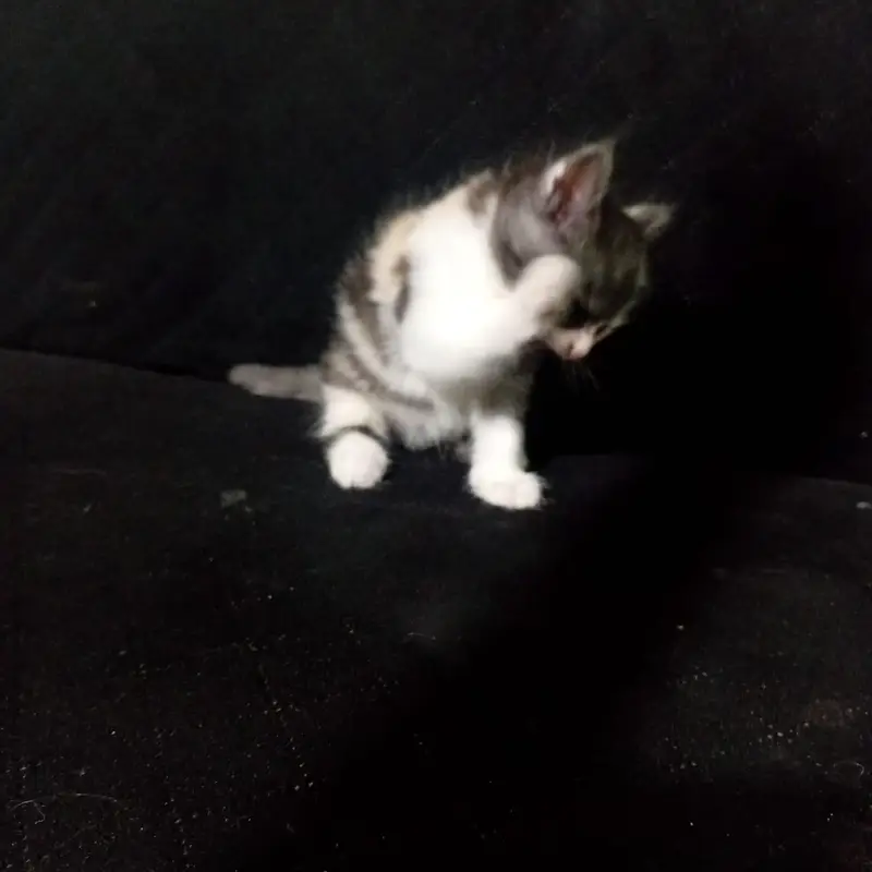 Cute Persian/Mixed Breed Kittens Available – Healthy & Playful — photo 6