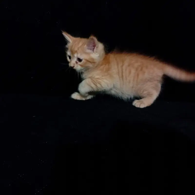 Cute Persian/Mixed Breed Kittens Available – Healthy & Playful — photo 7