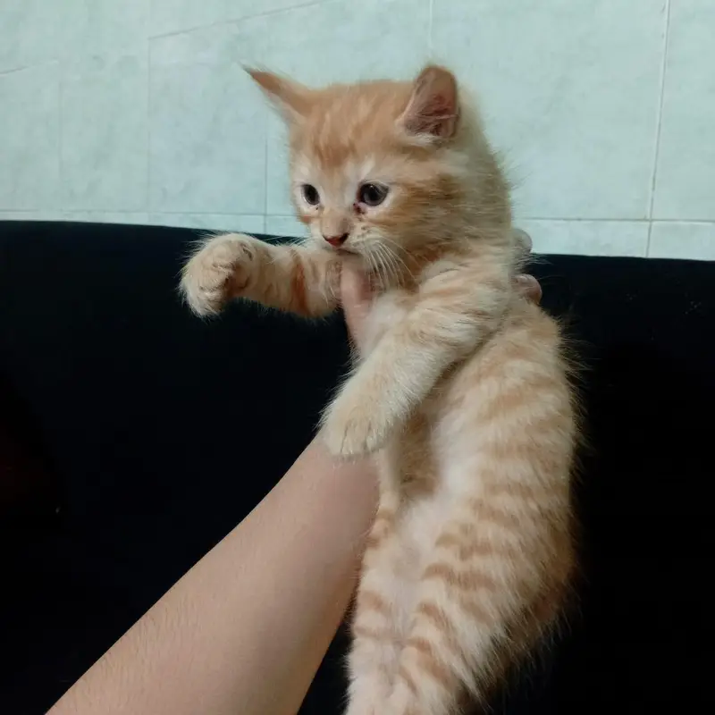 Cute Persian/Mixed Breed Kittens Available – Healthy & Playful — photo 8