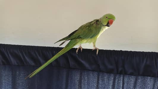 healthy pet parrot