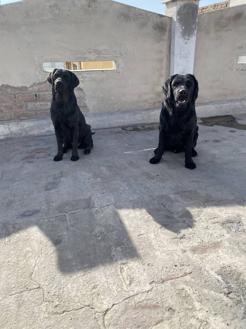 Labory pair 0