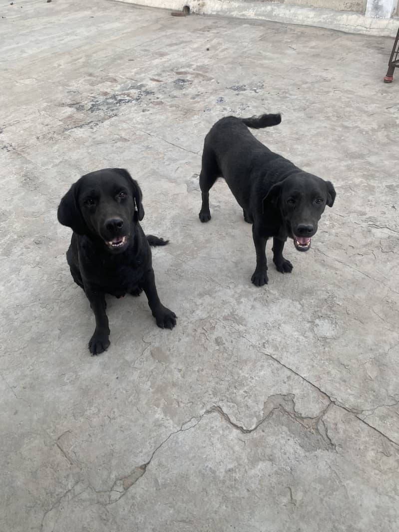 Labory pair 1