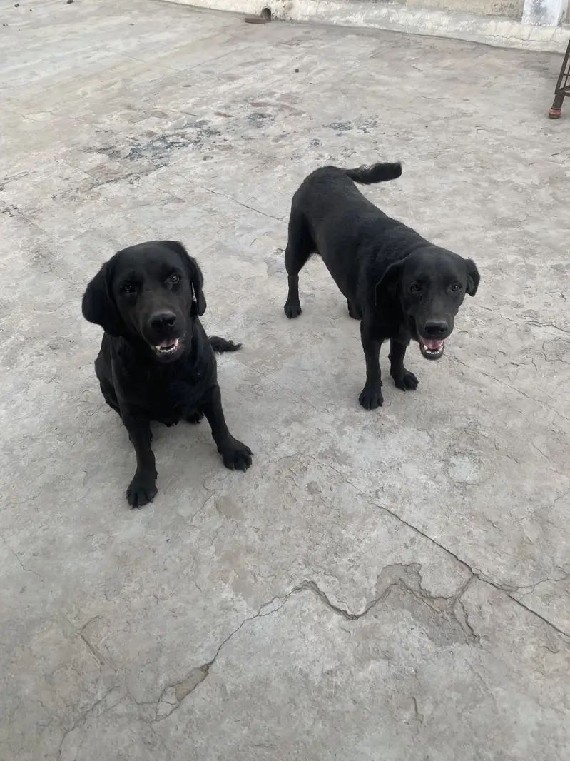 Labory pair — photo 2